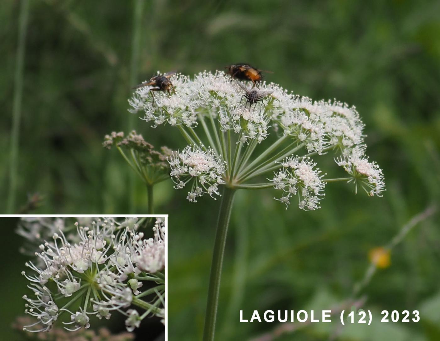 Angelica, Wild flower